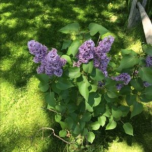 Meet your Posher, Samantha